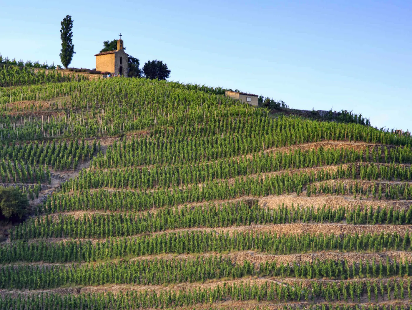 Vignoble, Champagnes