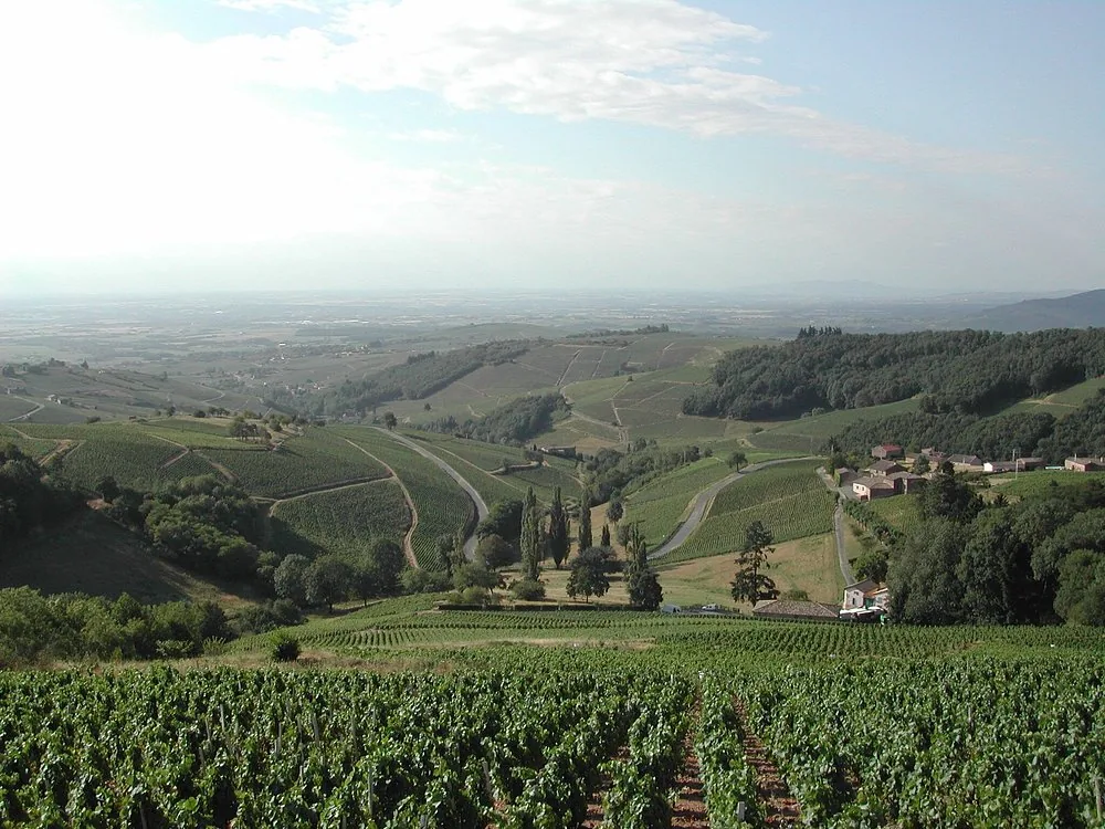 Vignoble, Bourgogne & Beaujolais