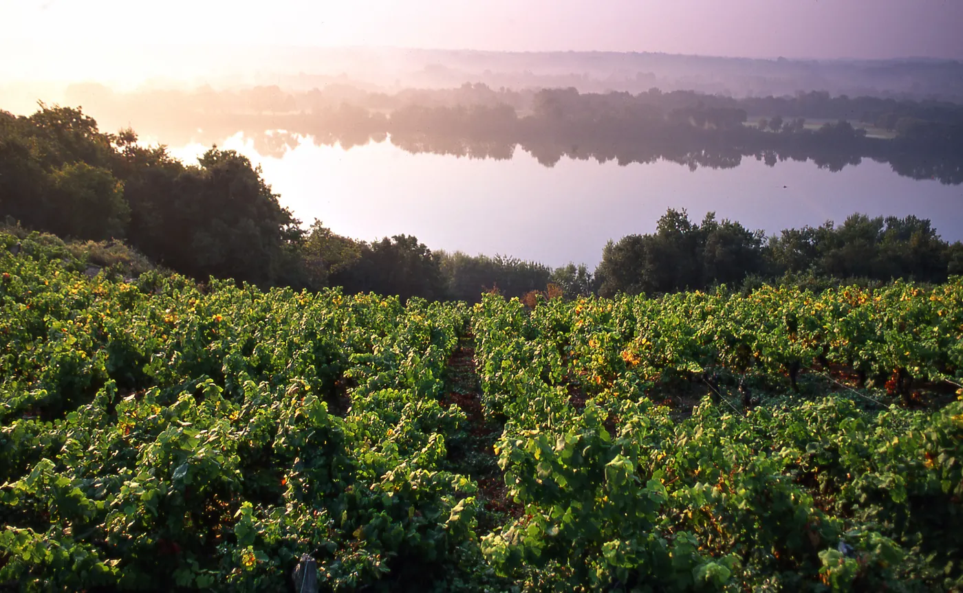 Vignoble en coteau dominant la Loire au lever du soleil
